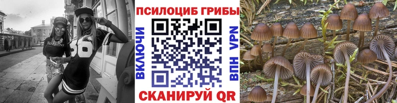 продажа наркотиков  Камышин  Псилоцибиновые грибы мицелий 